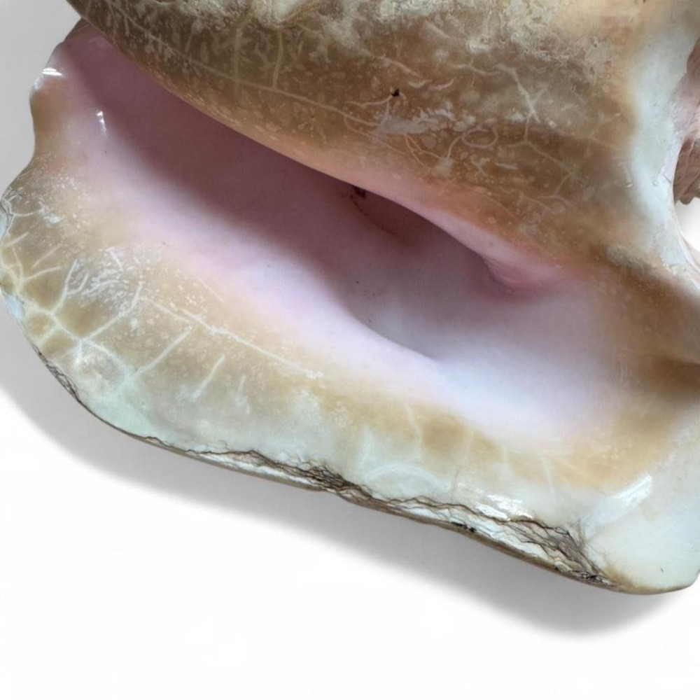 9" Pink Conch Shell Beautiful pink conch shell with a unique shape and texture - Picture 5 of 8